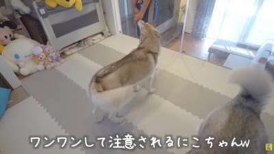 ハスキーに頼ってみた！！