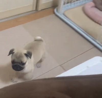 ケージの外を歩く犬