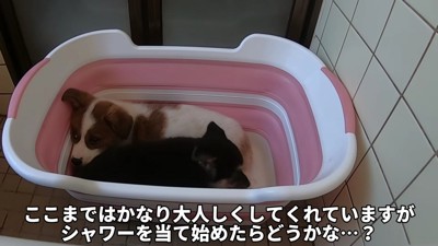 シャンプーすることに