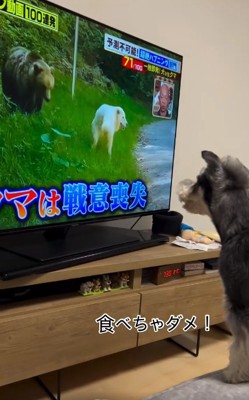 白い犬を助けたいワンコ