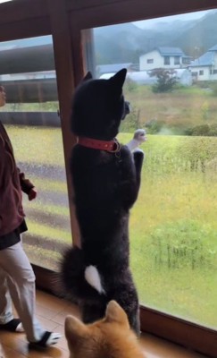 黒柴と茶柴かな?