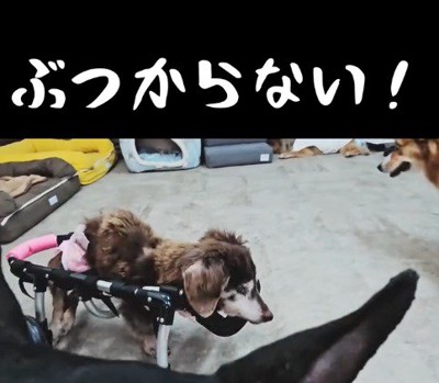 車椅子で部屋の中を歩き回る老犬