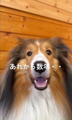 ソフィーちゃんのビフォーアフター6