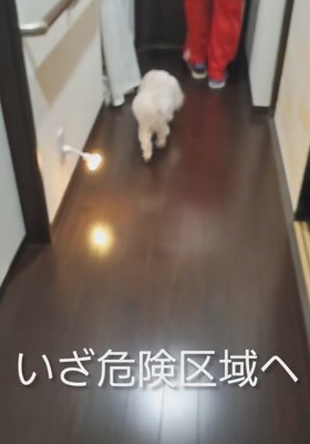愛犬がお兄ちゃんの部屋へ