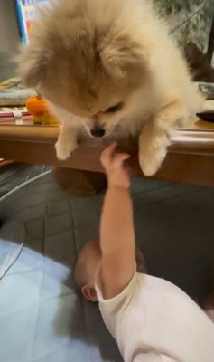 イクラちゃんと赤ちゃん9