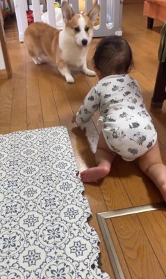 赤ちゃんを見守るまる君3