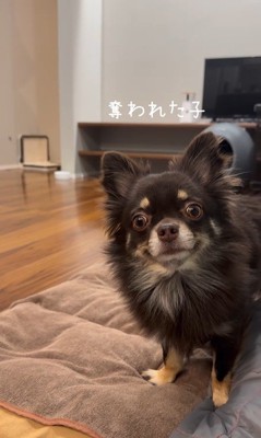 よもぎ君VSしょうぶ君の喧嘩⑩