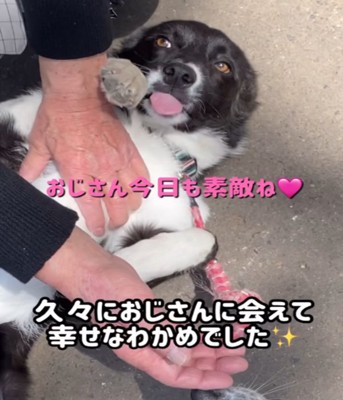 なでられる犬3