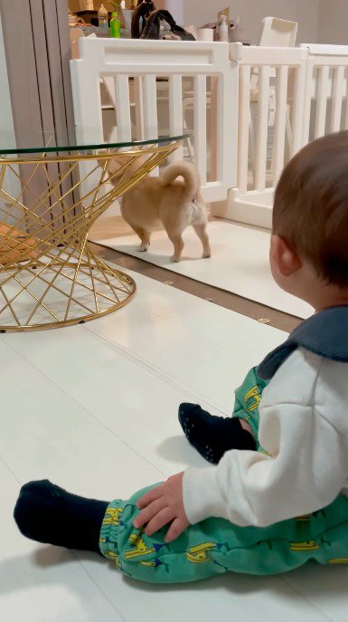 扉の前で立ち止まる犬