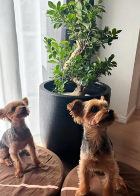 いただきものの観葉植物と小型犬達