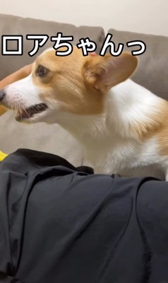 笑顔を見せるコーギー