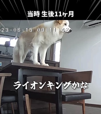 ライオンキング1