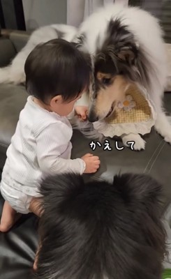 ガムを取り返そうとする犬