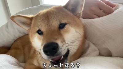 カメラ目線の犬