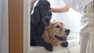 虚無顔のルーク君&笑顔のるこる君