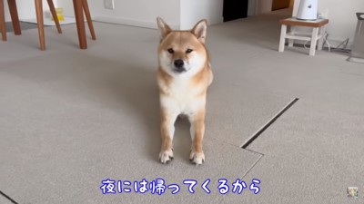 パパの言葉を聞く富くん