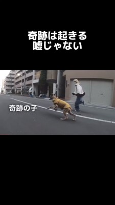 走る犬2