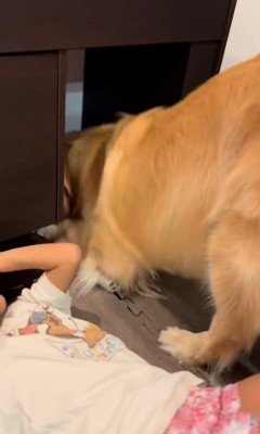 テーブルの下に入りたいシンバくん9