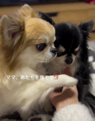 白い小型犬と黒い小型犬