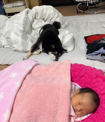 寝てしまうミヤビちゃん