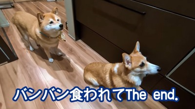 2匹の前でオヤジギャグを披露
