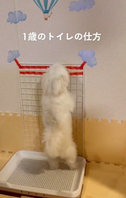 1歳のもちちゃん