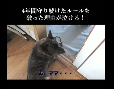 ハルヱちゃんの姿が…