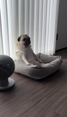 足を投げ出して座る犬