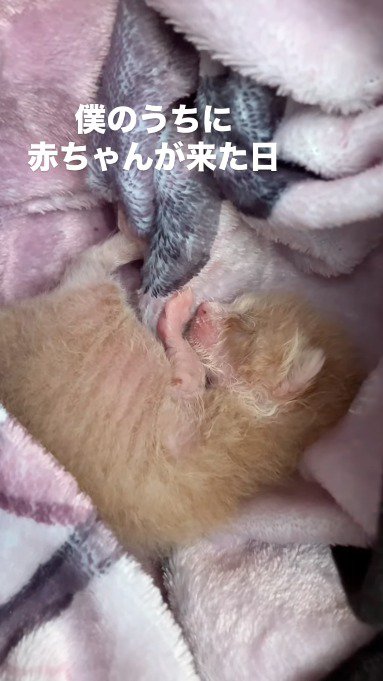布にくるまれた子猫