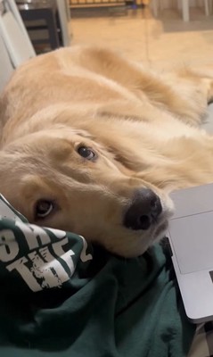 お仕事中の飼い主さんに甘える麹くん6