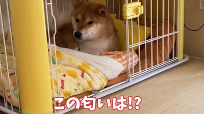 ホットサンドが焼き上がったら覚醒！
