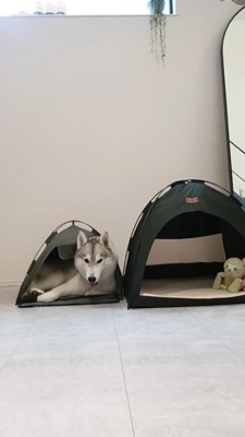 後日、大きいテントを買ったのに…小さい方を選ぶはくちゃん