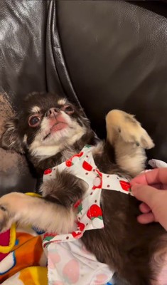 チワワ三兄弟のための購入品紹介9