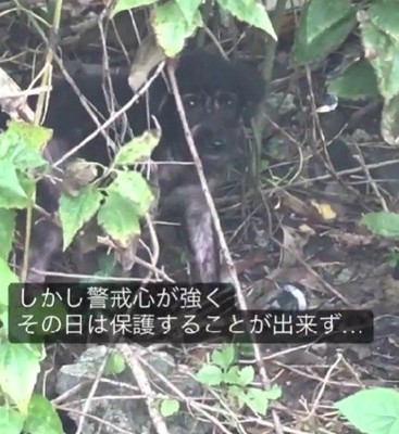 緊急で保護したそう