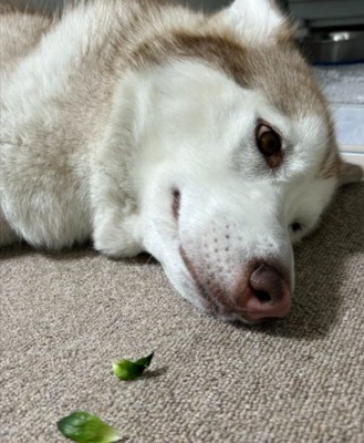 分かりやすすぎる反応