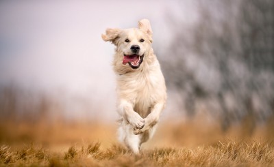 走る犬