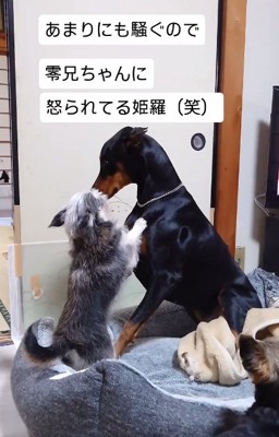 零くんに怒られる姫羅ちゃん1