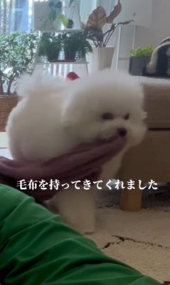 飼い主さんが寝ていた時のエマくん&ハルくん5