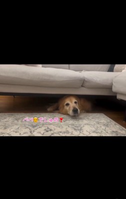 雷が怖いハルちゃん、お父さんが帰宅したら…4