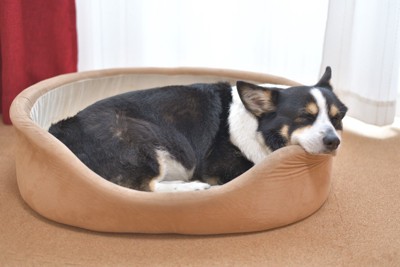 リラックスする犬