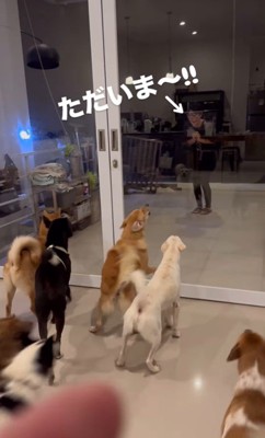 お母さんを歓迎する保護犬たち