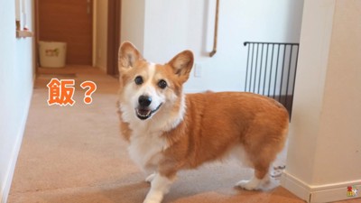 ご飯に反応するはなちゃん