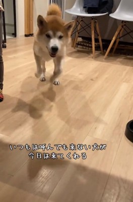 笑顔で駆け寄る甚八くん