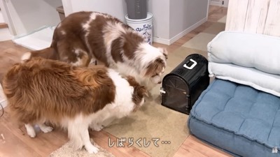 2匹は大興奮の大歓迎！！