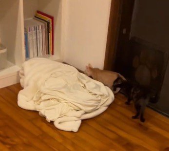 部屋の中を歩き回る2頭の子猫