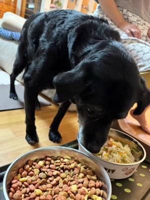 器に入ったごはんを食べる犬