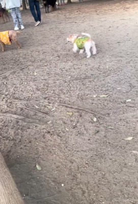 サフランちゃんの予想外の行動4