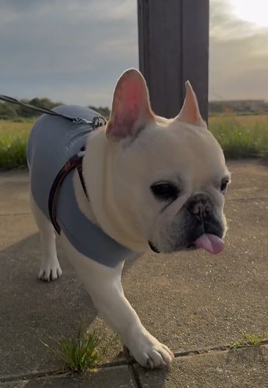 外を歩くフレンチブルドッグ