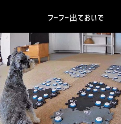 告げ口するモネちゃん8