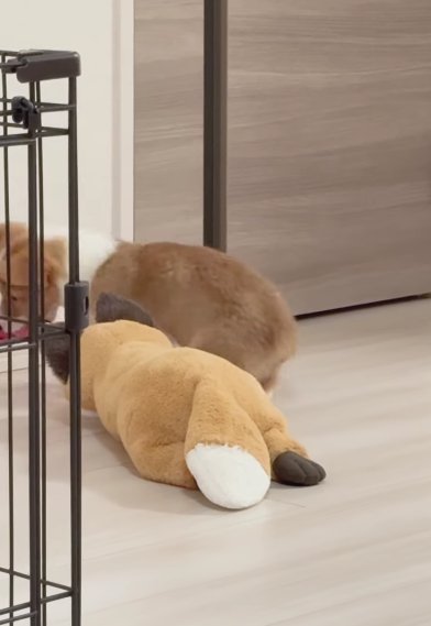 ぬいぐるみの横に子犬